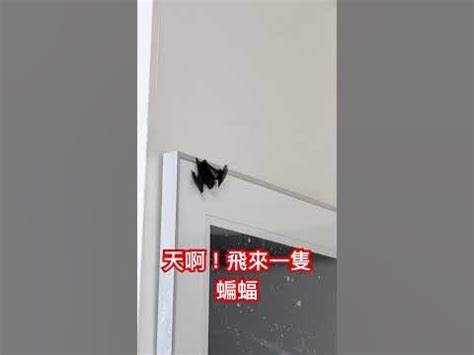 文昌動起來 台灣蝙蝠飛進家裡